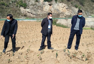 縣農(nóng)業(yè)農(nóng)村局“四個(gè)到位”抓實(shí)春季農(nóng)業(yè)生產(chǎn) 農(nóng)業(yè)信息咨詢(xún)