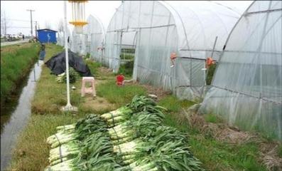 溫室種植萵苣 高溫下軟腐病的預(yù)防三步驟