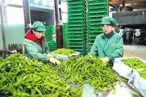 加速發(fā)展 急速提檔 玉溪電子商務(wù)譜寫(xiě)創(chuàng)新轉(zhuǎn)型與農(nóng)業(yè)信息咨詢(xún)?nèi)诤闲缕?></a></div>
<div   id=